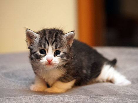 Ursa am 27. Januar 2026